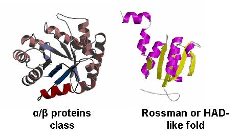 Fig 3. The α/β protein class and the Rossman fold. These are the most probable classifications for the 2HO4.