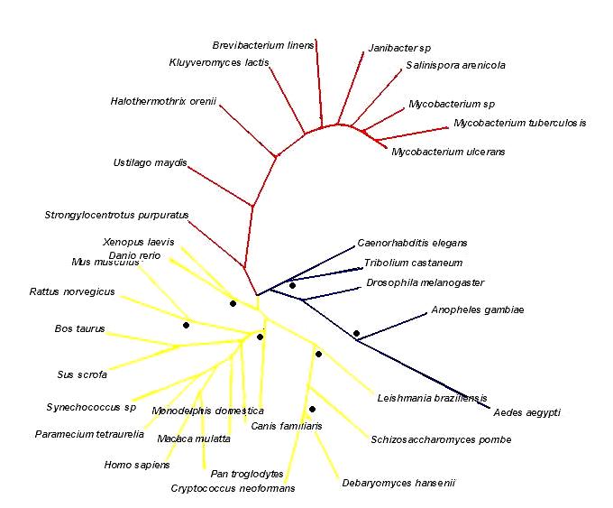 File:Phylogenic tree.JPG