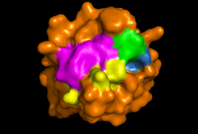 Image of ERp16 only active site no ions.png