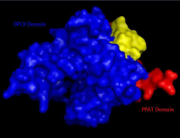 Surface structure of Mus musculus Coenzyme A Synthase with Phosphopantetheine adenylyltransferase (PPAT) and Dephospho-CoA kinase (DPCK) domains marked in red and blue respectfully.