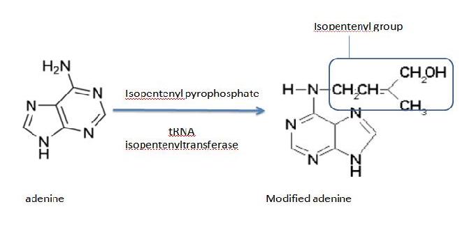 Adenine modified1.jpg