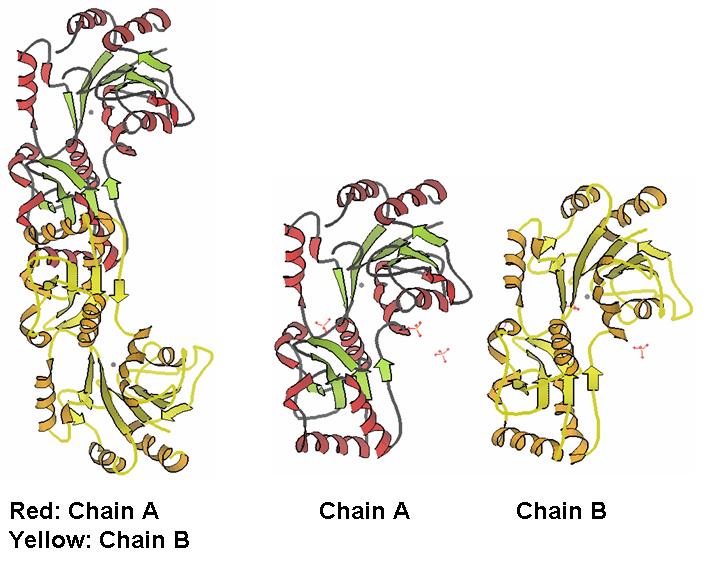 Fig 1. The monomers of 2HO4 forming dimmers. Chain A and chain B are exactly similar.