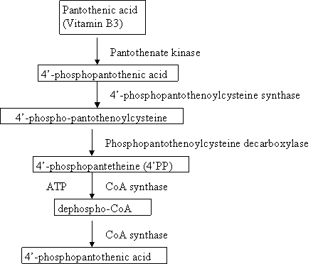 coenzyme a synthesis