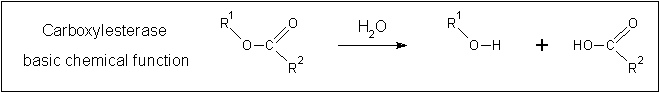 Figure ...: Fundamental reaction mechanism of carboxylesterases.