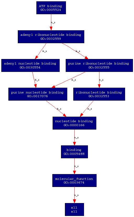 PROKNOW2- molecular function.png