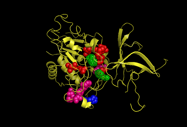 Possiblecatalyticresidues.png