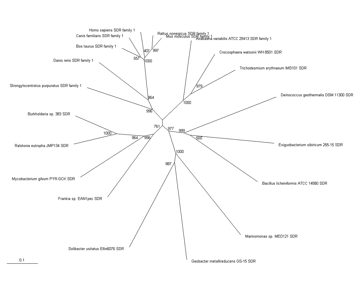 Figure 3 Phylogenetic Tree of SDR Family with Bootstrapping values