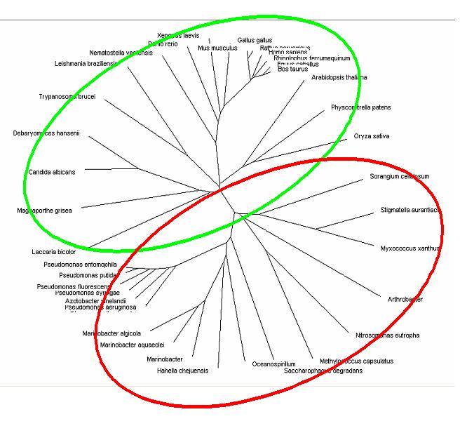 Bootstrapped radial tree view of the phylogenetic tree