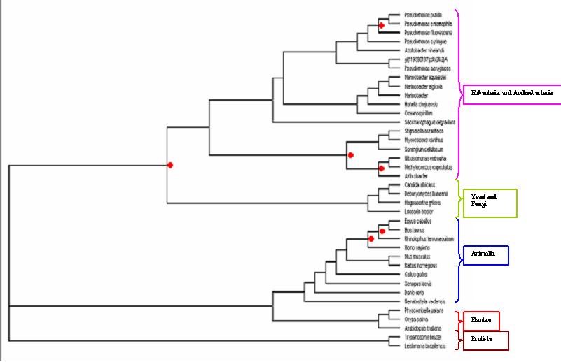 Bootstrapped and rooted cladogram view of the phylogenetic tree