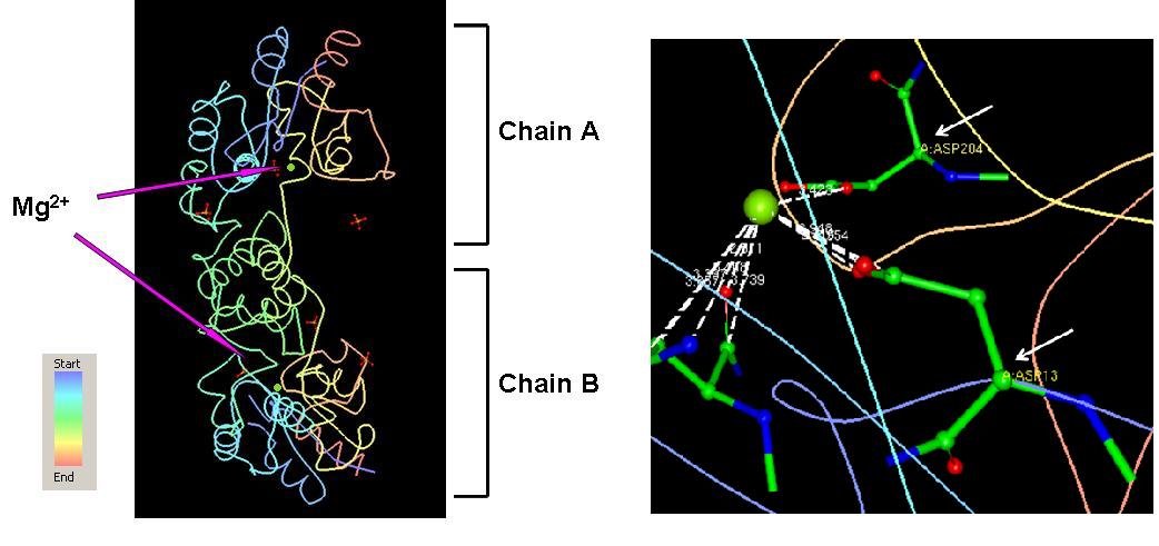 Fig 2. The Mg2+ ions (green ball) sits in 2HO4 interacting with the residues Asp 13, Asn 15, and Asp 204 on chain A (Asp 305 not shown).