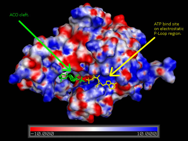 File:COASYApbs mapped binding cradle shown with aligned DPCK IJJV and associated ATP ligand biniding.jpg