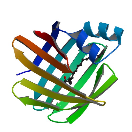 File:Rat fatty acid binding protein 2IFB.jpg