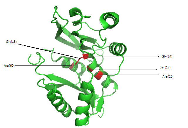 File:1RU8 conserved residues1 huhu.PNG