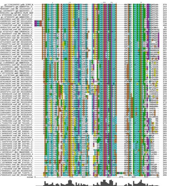 File:Pyridoxal phosphatase MSA sequences conserved .jpg