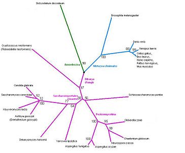 Figure 23: Phylogenetic tree.