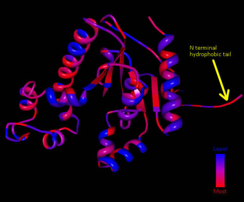 Figure 6 Coenzyme A Synthase Mus. musculus ribbon structure showing hydrophobic regions.
