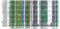 Figure 21: An alignment of sequences from 78 organisms. The active site is conserved, as are many of the regions shown in the annotated SwissProt alignment.