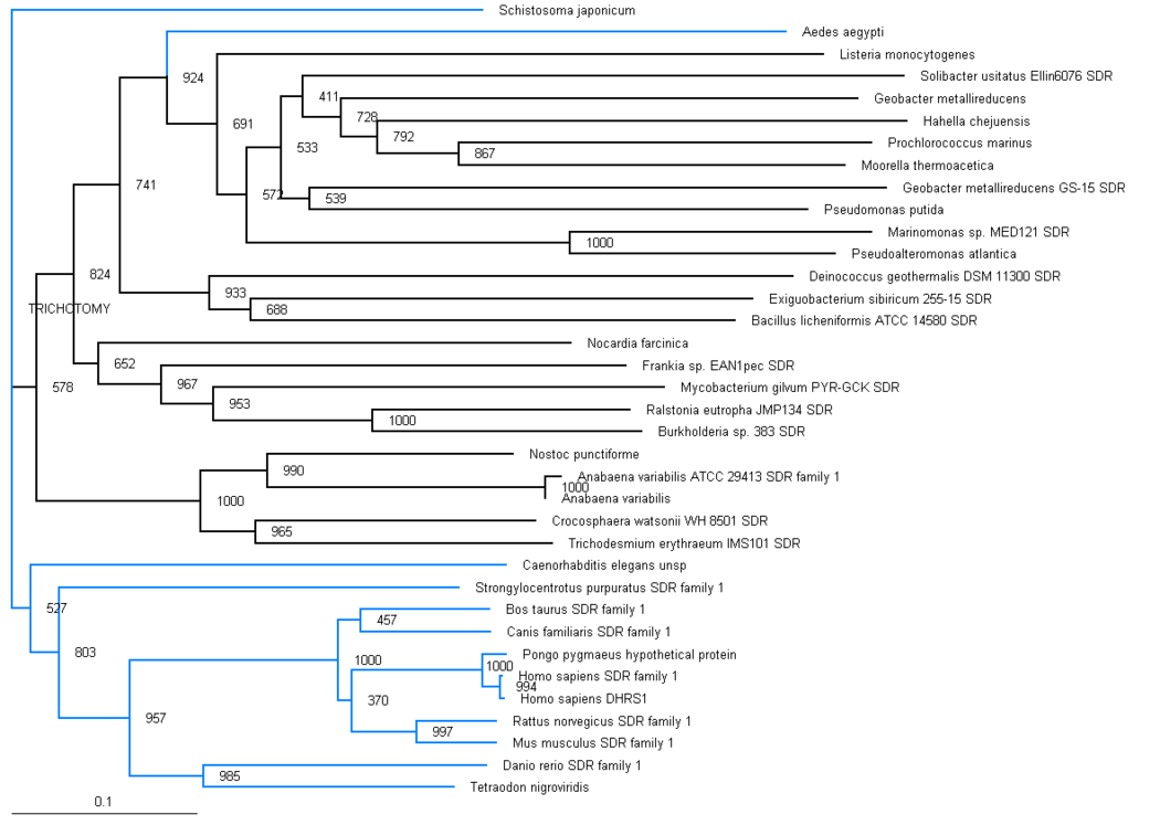 Figure 4 Unrooted phylogram for Dehydrogenase/reductase (SDR family)