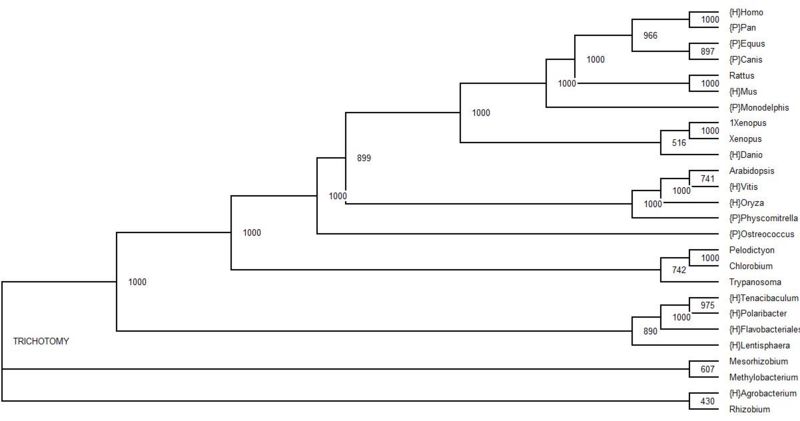 File:Bootstrap tree.jpg