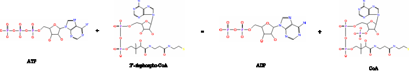 File:CoAE reaction.gif