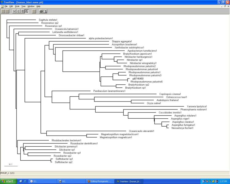 File:Phylogenetic Tree.jpg