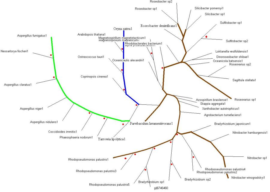 Tree wit bootstrap.JPG