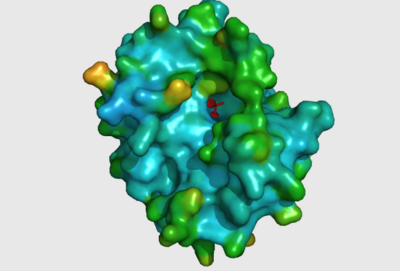 Surface view of ligand binding site.png