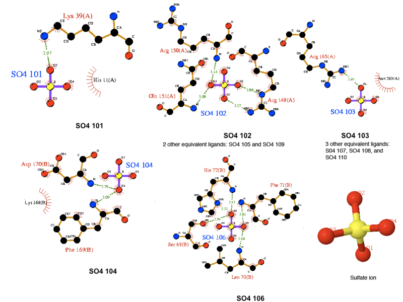 File:Sulfate ion ligand interactions.png